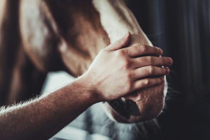 closeup of man's hand on brown and white horse's nose - equine therapy